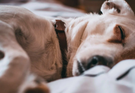 Cani e gatti aiutano il sonno